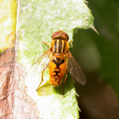 Parhelophilus