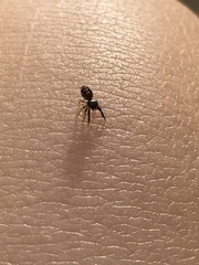 Zygoballus rufipes