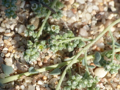 Corrigiola litoralis