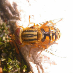 Parhelophilus