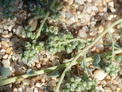 Corrigiola litoralis