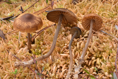 Galerina tibiicystis
