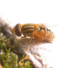 Parhelophilus