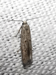 Symmocoides oxybiella