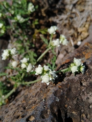 Parthenium bipinnatifidum