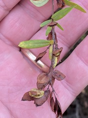 Hypericum hypericoides