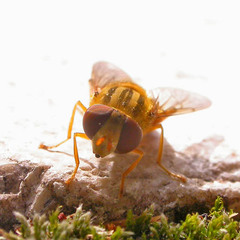 Parhelophilus