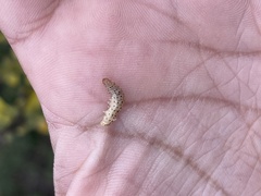 Paracorsia repandalis