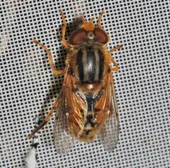 Parhelophilus