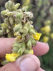 Paracorsia repandalis