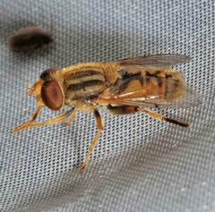 Parhelophilus