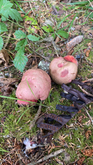 Rubroboletus pulcherrimus