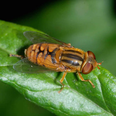 Parhelophilus