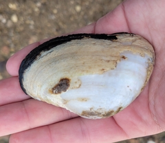 Alasmidonta marginata