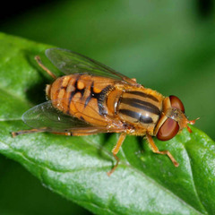 Parhelophilus