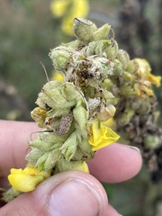 Paracorsia repandalis