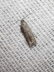 Symmocoides oxybiella