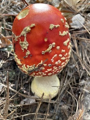 Amanita