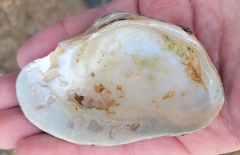 Alasmidonta marginata