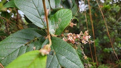 Gentianales