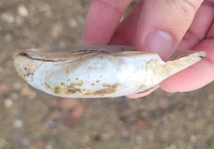 Alasmidonta marginata