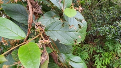Gentianales