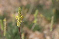 Plantago coronopus