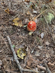 Amanita