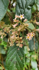 Gentianales