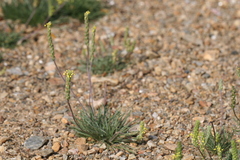Plantago coronopus
