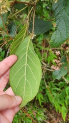 Gentianales