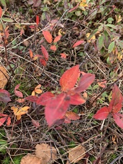 Vaccinium myrtilloides