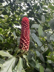 Costus comosus