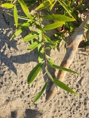Salix caroliniana