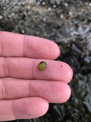 Littorina obtusata