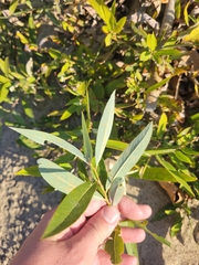 Salix caroliniana