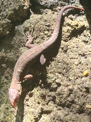 Lepidophyma tuxtlae