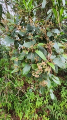 Gentianales