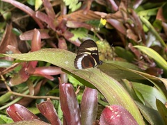 Heliconius cydno cydnides