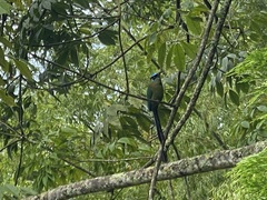 Momotus aequatorialis