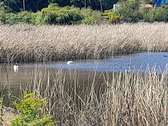 Cygnus melancoryphus