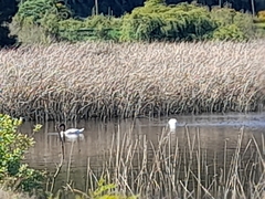 Cygnus melancoryphus