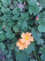 Modiolastrum malvifolium