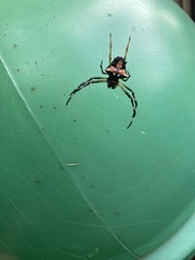 Verrucosa