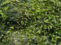 Fissidens gracilifolius