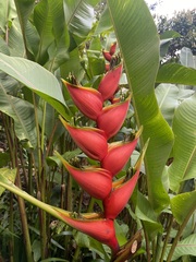 Heliconia