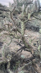 Cylindropuntia acanthocarpa