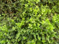 Mnium stellare