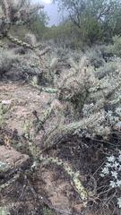 Cylindropuntia acanthocarpa