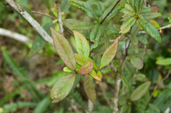 Berberis schaaliae
